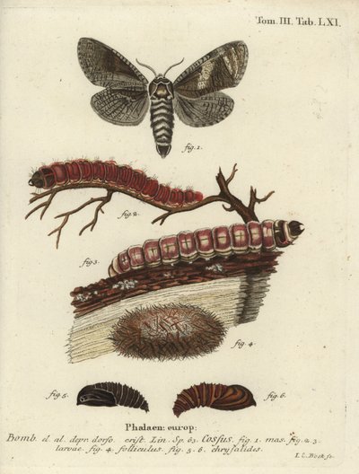 Kozlík, Cossus cossus od Johann Carl Bock