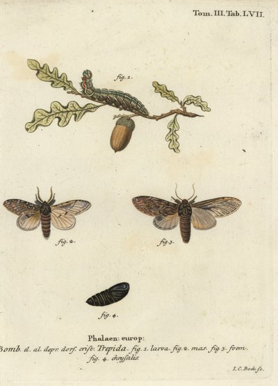 Velká prominentní, pochybná Peridea. od Johann Carl Bock