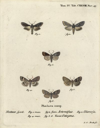 Žralok zelený stříbřitý, Cucullia argentea 1,2, podzimní rustikální, Eugnorisma glareosa 4, osmdesátník, Tethea ocularis 4-6. Ručně kolorovaná mědirytina od Johanna Carla Bocka podle Eugenia Johanna Christopha Espera Die Schmetterlinge in Abbildun od Johann Carl Bock