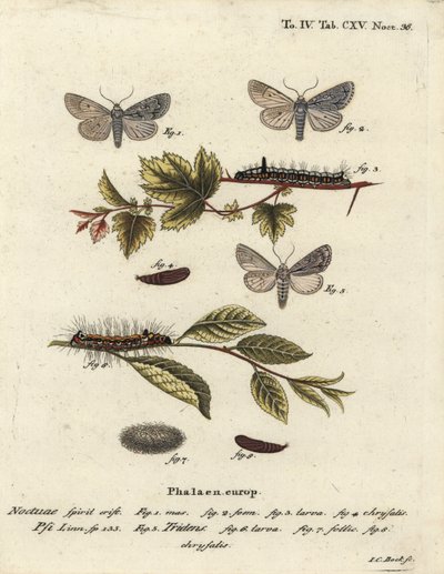 Šedá dýka, Acronicta psi 1-4, a tmavá dýka, Acronicta tridens 5-8. Ručně kolorovaná mědirytina od Johanna Carla Bocka podle Eugenia Johanna Christopha Espera Motýli v ilustracích z přírody, Erlangen od Johann Carl Bock