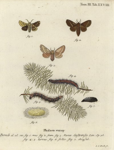 Můra zemní, Malacosoma castrense. od Johann Carl Bock