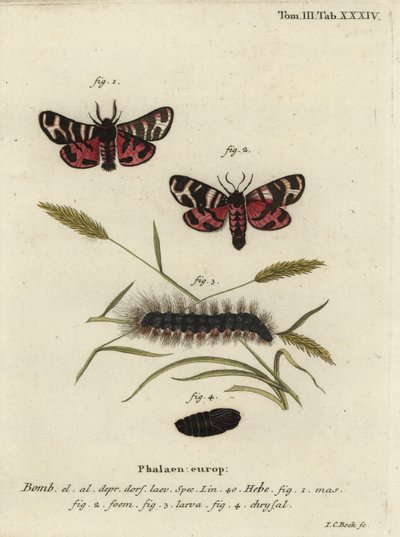 Hebe tygří můra, Arctia festiva. od Johann Carl Bock