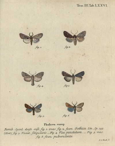 Hebrejský charakter, černoskvrnný kaštan, malý třesouš atd. od Johann Carl Bock
