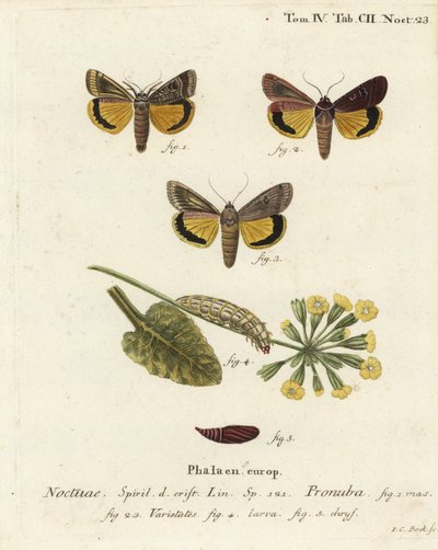 Velké žluté podkřídlo, Noctua pronuba a variety. Ručně kolorovaná mědirytina od Johanna Carla Bocka podle Eugenia Johanna Christopha Espera Motýli v ilustracích z přírody, Erlangen od Johann Carl Bock