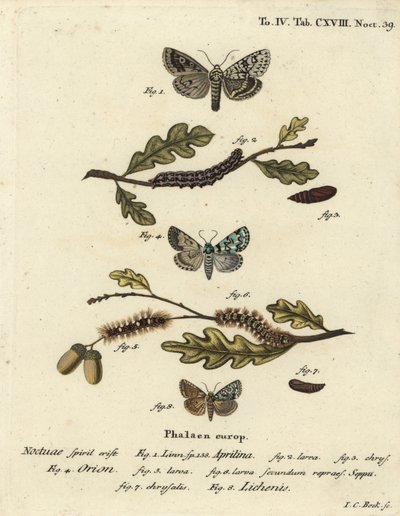 Merveille du jour, Dichonia aprilina 1-4, vzácný merveille du jour, Moma alpium 5-7, a mramorovaná zelená, Cryphia muralis 8. Ručně kolorovaná mědirytina od Johanna Carla Bocka podle Eugenia Johanna Christopha Espera Motýli v ilustracích od Johann Carl Bock