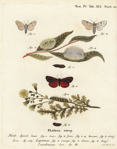 Můra mlynářka, Acronicta leporina 1-5 a můra rumělka, Tyria jacobaeae 6-8. Ručně kolorovaná mědirytina od Johanna Carla Bocka podle Eugenia Johanna Christopha Espera Motýli v ilustracích z přírody, Erlangen od Johann Carl Bock