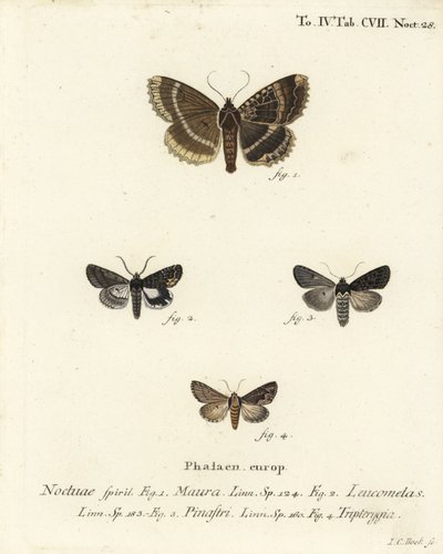 Stará dáma nebo černý podkřídlo, Mormo maura 1, alchymista východní, Aedia leucomelas 2, a Dypterygia scabriuscula 3,4. Ručně kolorovaná mědirytina od Johanna Carla Bocka podle Eugenia Johanna Christopha Espera Motýli v ilustracích podle Na od Johann Carl Bock