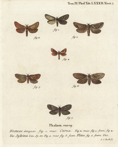 Pharmacis carna 2-4, oranžová swift, Triodia sylvina 5,6, a zlatá, Phymatopus hecta 7. Ručně kolorovaná mědirytina od Johanna Carla Bocka podle Eugenia Johanna Christopha Espera Motýli v ilustracích z přírody, Erlangen od Johann Carl Bock