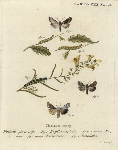 Kaštan červenohlavý, Conistra erythrocephala 1-4, ropucha brokát, Calophasia lunula 5 a šedý ramenní uzel, Lithophane ornitopus 6. Ručně kolorovaná mědirytina od Johanna Carla Bocka podle Eugenia Johanna Christopha Espera Die Schmetterlinge in Abb od Johann Carl Bock