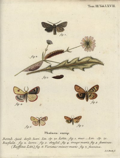 Red-line quaker, clouded buff and flounced chestnut. od Johann Carl Bock