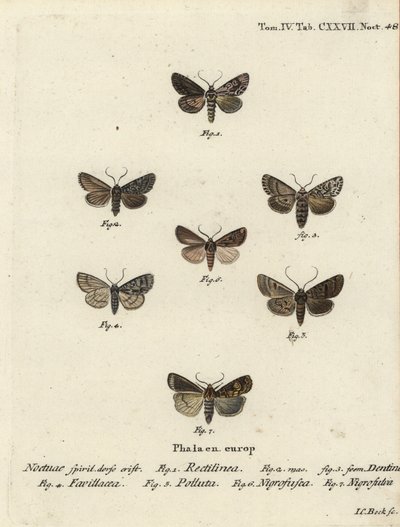 Můra saská, Hyppa rectilinea 1, můra nůžková, Hada plebeja 2,3, dýka bahenní, Acronicta strigosa 4, pastorek hnědý, Agrochola litura 5, šípek bílý, Euxoa nigrofusca 6, Opigena polygona 7. Ručně kolorovaná mědirytinou Johann Carl Bock poté od Johann Carl Bock