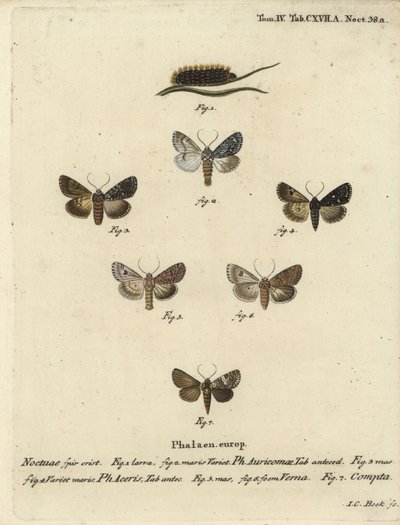 Vzácná dýka, Acronicta auricoma 1-3, platan, Acronicta aceris, muškátový oříšek 4,5, Hadula trifolii 6 a pestrý coronet, Hadena compta 7. Ručně kolorovaná mědirytina od Johanna Carla Bocka podle Eugenia Johanna Christopha Esper’s Die Schmetter od Johann Carl Bock