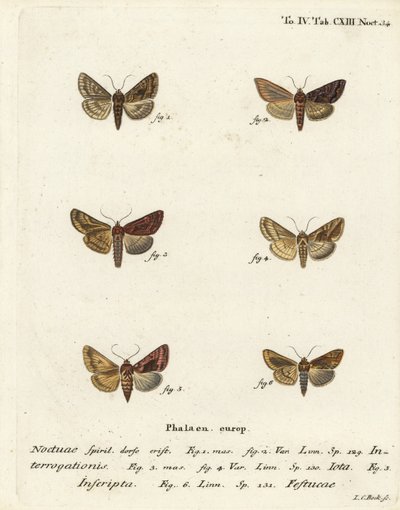 Vzácné stříbro Y, Syngrapha interrogationis 1,2, hladké zlaté Y, Autographa jota 3-5, zlatá skvrna, Plusia festucae 6. Ručně kolorovaná mědirytina od Johanna Carla Bocka podle Eugenia Johanna Christopha Espera Motýli v ilustracích po nat. od Johann Carl Bock