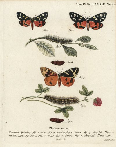 Šarlatový tygří můra, Callimorpha dominula 1-4 a Jersey tygří můra, Euplagia quadripunctaria 5-7. Ručně kolorovaná mědirytina od Johanna Carla Bocka podle Eugenia Johanna Christopha Espera Motýli v ilustracích z přírody, Erlangen od Johann Carl Bock