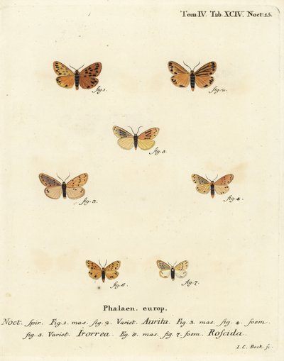 Zavíječ setina aurita 1,2, zavíječ rosný, zavíječ Setina irrorella 3-5 a zavíječ Setina roscida 6,7. Ručně kolorovaná mědirytina od Johanna Carla Bocka podle knihy Eugenia Johanna Christopha Espera The Butterflies in Pictures from Nature, Erlangen od Johann Carl Bock