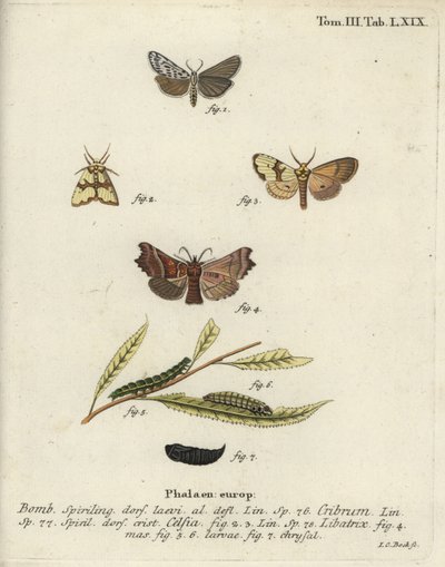 Skvrnitý lokaj, Staurophora celsia a můra herold. od Johann Carl Bock