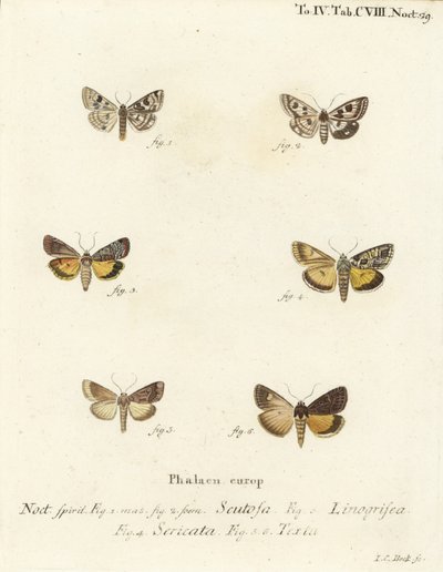 Jetel skvrnitý, Schinia scutosa 1,2, Epilecta linogrisea 3, Guernsey podkřídlí, Polyphaenis sericata 4, a sláma sláma, Thalpophila matura 5,6. Ručně kolorovaná mědirytina od Johanna Carla Bocka podle knihy Eugenius Johann Christoph Esper