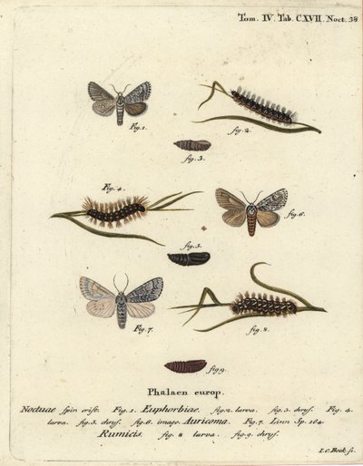 Můra vichřice, Acronicta euphorbiae 1-5, vzácná dýka, Acronicta auricoma 6, a zavíječ, Acronicta rumicis 7-9. Ručně kolorovaná mědirytina od Johanna Carla Bocka podle Eugenia Johanna Christopha Espera Die Schmetterlinge in Abbildungen nac od Johann Carl Bock