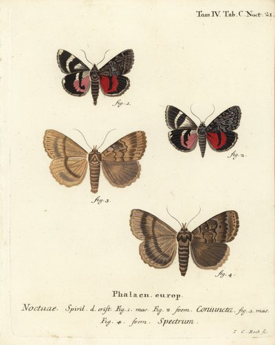 Podkřídlý ​​můra, Catocala 1,2 a Apopestes specter 3,4. Připojená k noční sově je sova strašidlo. Ručně kolorovaná mědirytina od Johanna Carla Bocka podle Eugenia Johanna Christopha Espera Die Schmetterlinge in Abbildungen nach der Natur, Erlangen od Johann Carl Bock