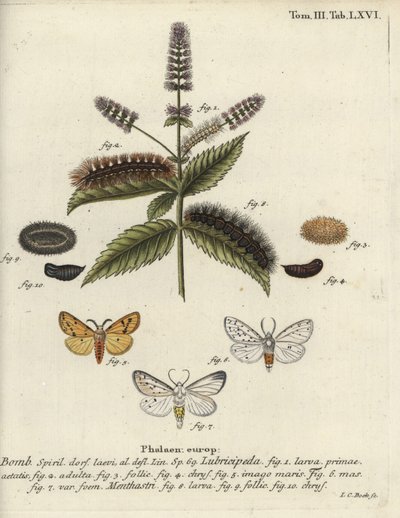 Hranostaj bílý, Spilosoma lubricipeda. od Johann Carl Bock