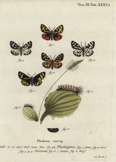 Tygr lesní, Parasemia plantaginis. od Johann Carl Bock