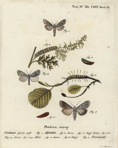Můra pelyňková, Cucullia absinthii 1-3, můra olšová, Acronicta alni 4-6 a Cucullia tanaceti 7. Ručně kolorovaná mědirytina Johanna Carla Bocka podle Eugenia Johanna Christopha Espera Motýli v ilustracích podle přírody, Erlangen od Johann Carl Bock