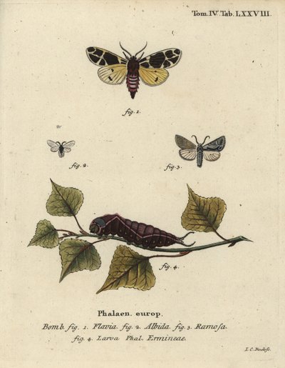 Žlutá tygří můra, bílá larva hranostaje atd. od Johann Carl Bock
