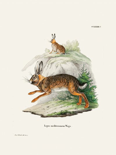 Cape Hare  Autor: Johann Christian Daniel Von Schreber. od Johann Christian Daniel Von Schreber