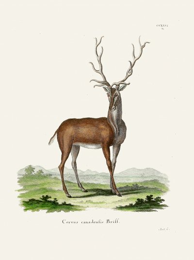 Los  Autor: Johann Christian Daniel Von Schreber. od Johann Christian Daniel Von Schreber