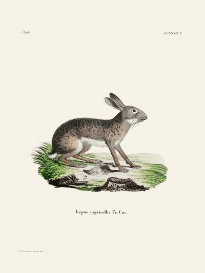 Indický zajíc, autor: Johann Christian Daniel von Schreber. od Johann Christian Daniel Von Schreber