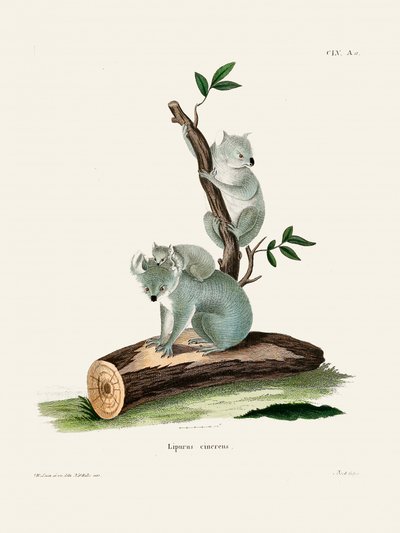 Koala od Johanna Andrease Wagenera od Johann Christian Daniel Von Schreber