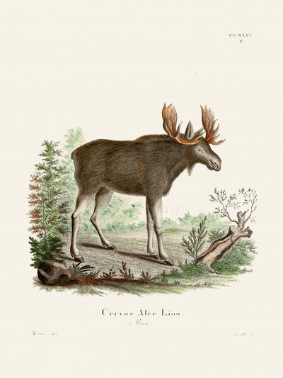 Moose od Johanna Christiana Daniela von Schrebera. od Johann Christian Daniel Von Schreber