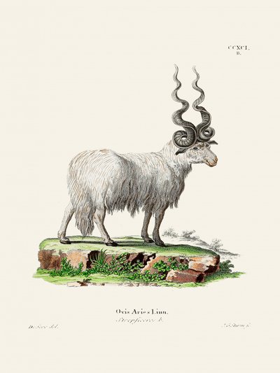 Ovis Aries od Johanna Andrease Wagenera a Johanna Christiana Daniela von Schrebera. od Johann Christian Daniel Von Schreber