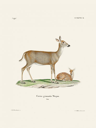 Virginian Deer (1778–1855) od Johanna Andrease Wagenera a Johanna Christiana Daniela von Schrebera. od Johann Christian Daniel Von Schreber