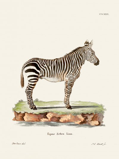 Zebra z knihy „Savci“ (1778–1855) od Johanna Christiana Daniela von Schrebera. od Johann Christian Daniel Von Schreber