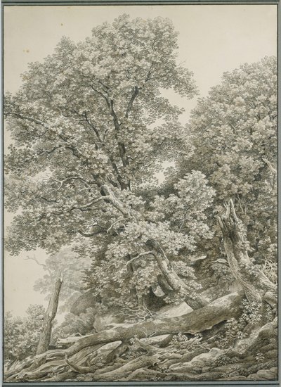Velká studie stromu od Johann Christian Reinhart