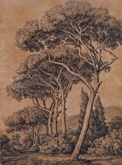 J C Reinhart Deštníkové borovice 1791 od Johann Christian Reinhart