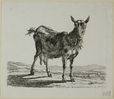 Stojící koza, od Die Zweite Thiernahme od Johann Christian Reinhart