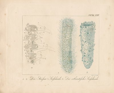  od Johann Christoph Bock