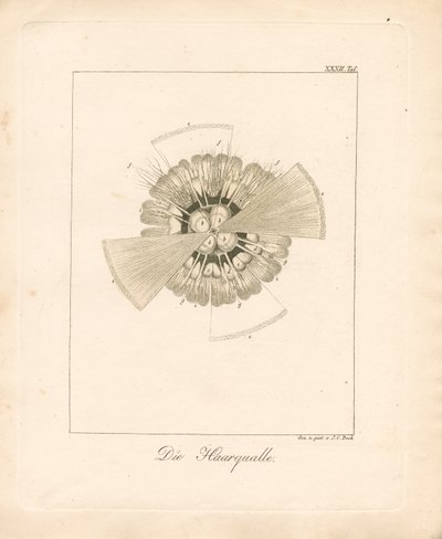  od Johann Christoph Bock