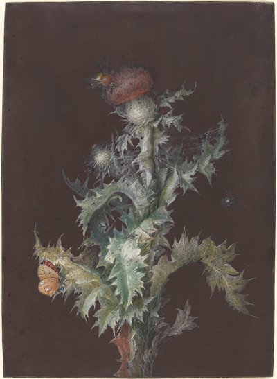 Bodlák s hmyzem od Johann Christoph Dietzsch