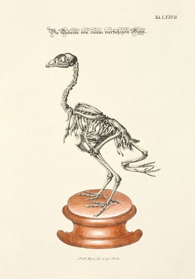  od Johann Daniel Meyer