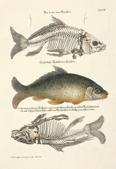  od Johann Daniel Meyer