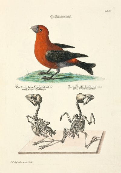  od Johann Daniel Meyer