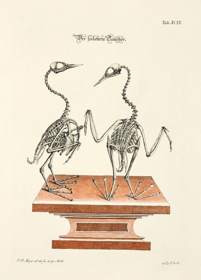  od Johann Daniel Meyer