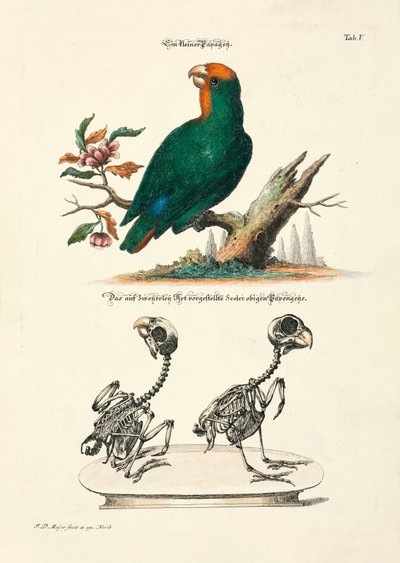  od Johann Daniel Meyer