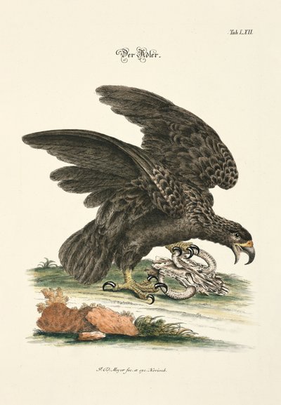  od Johann Daniel Meyer