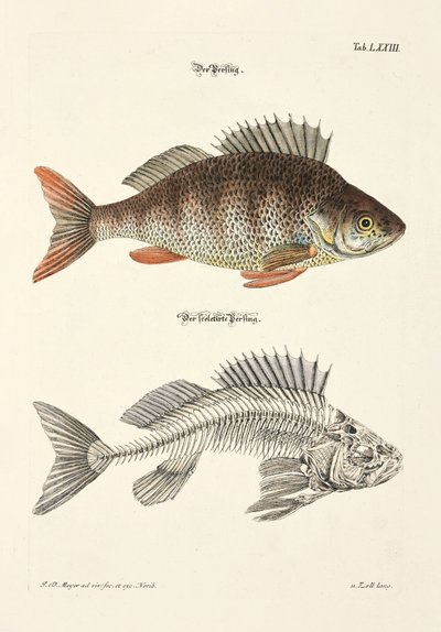  od Johann Daniel Meyer