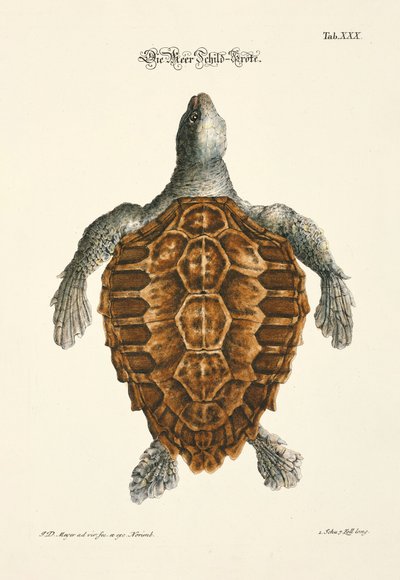  od Johann Daniel Meyer