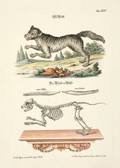  od Johann Daniel Meyer